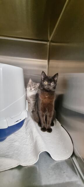 Theodor und Thilda | Foto: Sabine Pollok