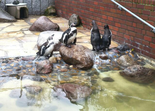 Pinguingruppe | Foto: Shima Mahi