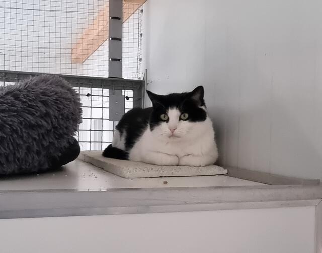 Amadeus | Foto: Sabine Pollok