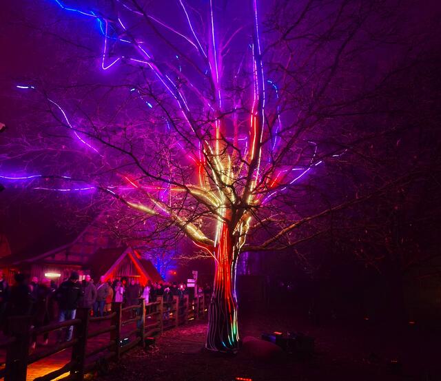 An diesem Baum verändern sich ständig die Farben (siehe nächstes Bild). | Foto: Shima Mahi