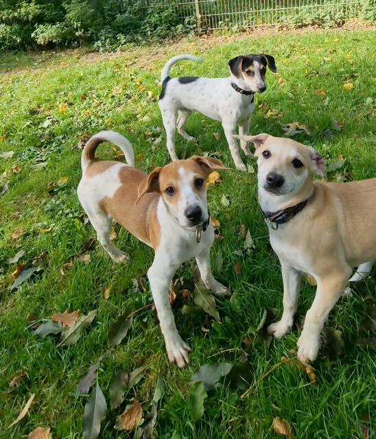 Die Jungs Luca, Lennox und Luigi (hinten) | Foto: Sabine Pollok