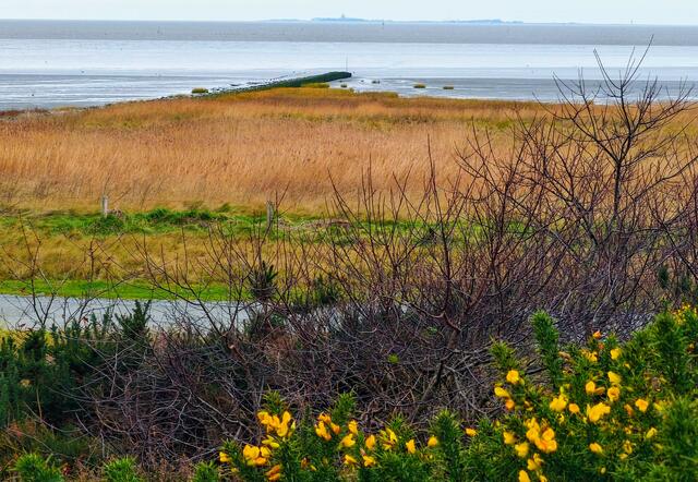 Eine Woche vor Weihnachten blühte hier der Ginster. Am Horizont ist die Insel Neuwerk zu sehen. | Foto: Shima Mahi