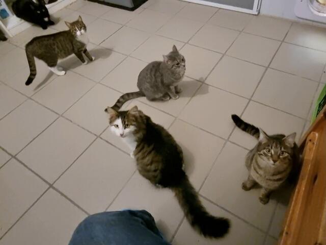 Thalia, Tami, Kalea, Kasimir und Kanrad | Foto: Sabine Pollok