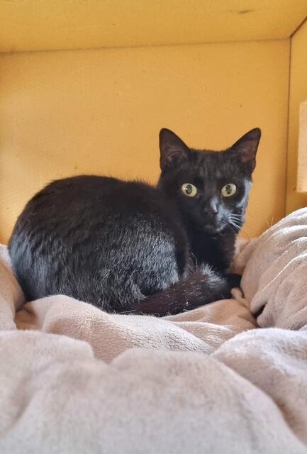 Feli | Foto: Sabine Pollok