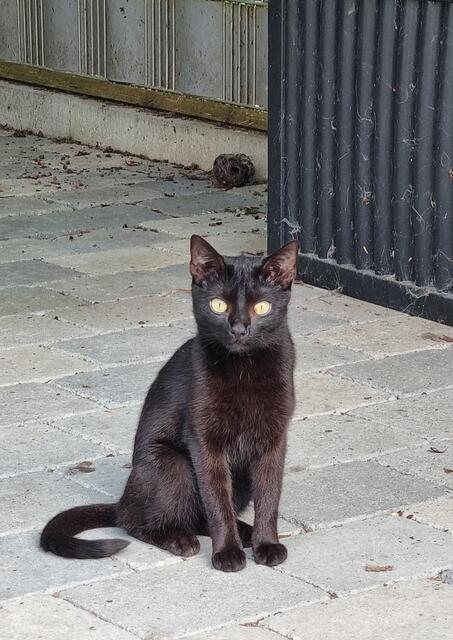 Feli | Foto: Sabine Pollok