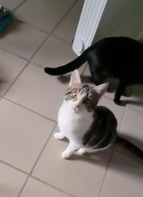 Lotta | Foto: Sabine Pollok