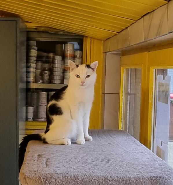 Snow | Foto: Sabine Pollok