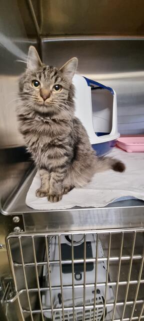 Amanda | Foto: Sabine Pollok