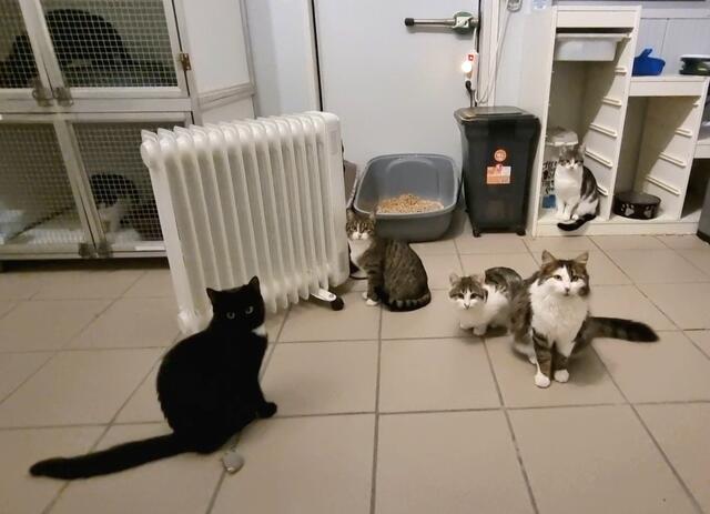 Thalia, Tami, Lisa, Kasimir und Lotta (hinten) | Foto: Sabine Pollok