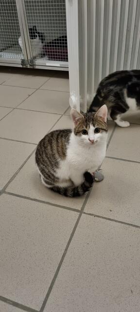 Lisa | Foto: Sabine Pollok