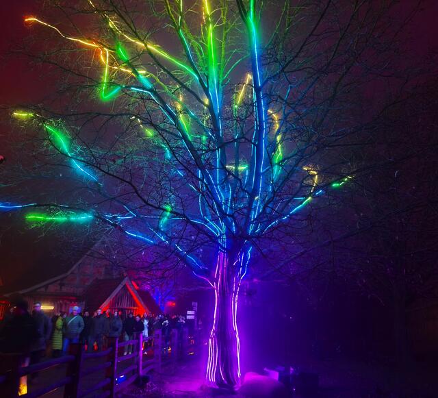 Der Farbwechselbaum | Foto: Shima Mahi