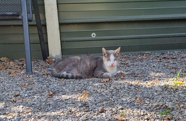 Shircan | Foto: Sabine Pollok