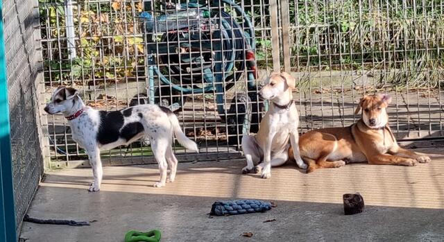 Die Mädels Lucia, Lana und Lola | Foto: Sabine Pollok