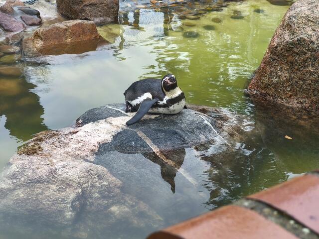 Der Pinguin lässt sich gerne fotografieren. Im Kurpark von Döse gibt es einen kleinen Zoo. | Foto: Shima Mahi