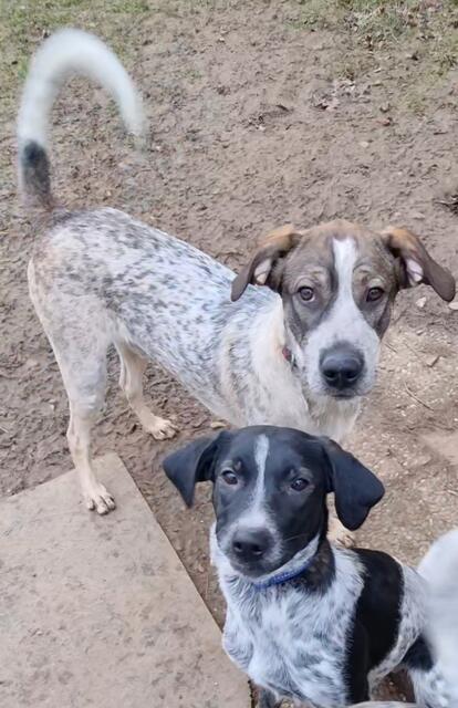 Eddi und Emil | Foto: Sabine Pollok