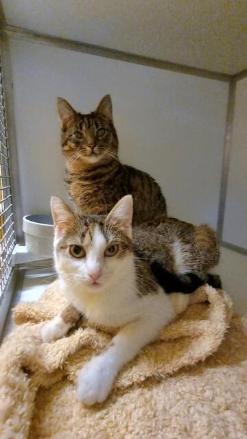 Jack (hinten) und Scarlett | Foto: Sabine Pollok