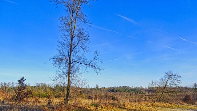noch ist der neu entstehende Wald kaum sichtbar