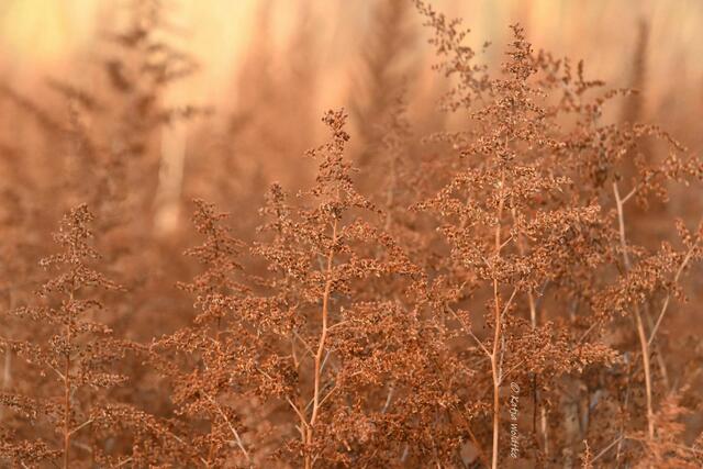 Durch den Berggarten Hannover im Jahreslauf - Januar (Foto: Katja Woidtke)

Alte Blütenstände der Prachtspieren (Astilbe chinensis) | Foto: Katja Woidtke