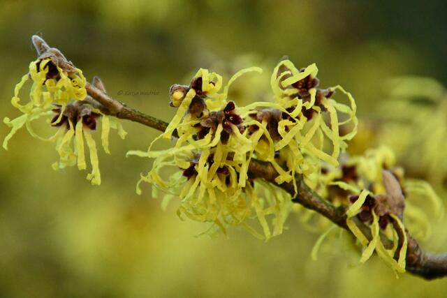 Durch den Berggarten im Jahreslauf - Januar (Foto: Katja Woidtke)

Zaubernuss (Hamamelis) | Foto: Katja Woidtke