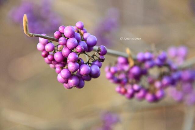 Durch den Berggarten Hannover im Jahreslauf - Januar (Foto: Katja Woidtke)

Früchte des Liebesperlenstrauches (Callicarpa giraldii) | Foto: Katja Woidtke