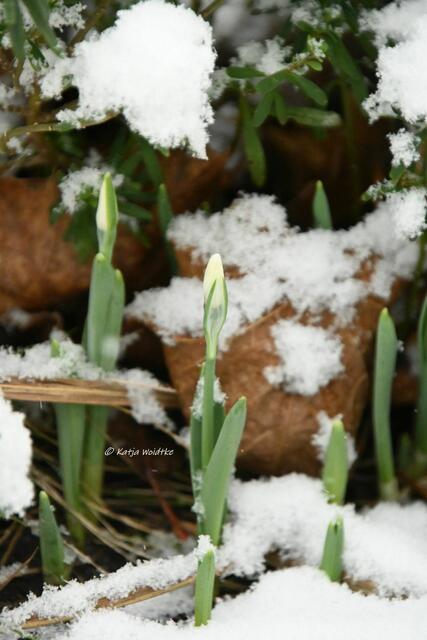 Garten im Jahreslauf - Frostig durch den Januar (Foto: Katja Woidtke)

Die ersten Schneeglöckchen (Galanthus) läuten das neue Gartenjahr ein | Foto: Katja Woidtke