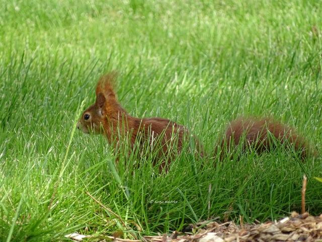 Zum Tag des Eichhörnchens (Foto: Katja Woidtke)

Puschelige Pinselohren - Eurasisches Eichhörnchen (Sciurus vulgaris) | Foto: Katja Woidtke