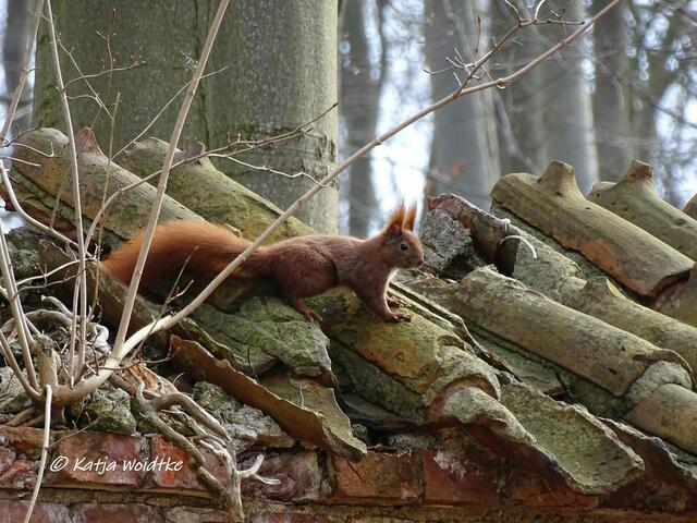 Zum Tag des Eichhörnchens (Foto: Katja Woidtke)

Puschelige Pinselohren - Eurasisches Eichhörnchen (Sciurus vulgaris) | Foto: Katja Woidtke