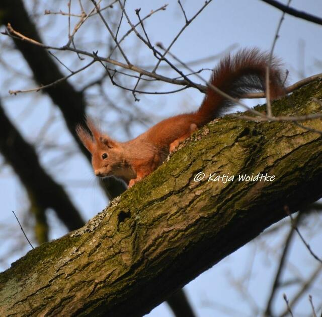 Zum Tag des Eichhörnchens (Foto: Katja Woidtke)

Puschelige Pinselohren - Eurasisches Eichhörnchen (Sciurus vulgaris) | Foto: Katja Woidtke