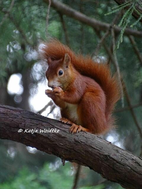 Zum Tag des Eichhörnchens (Foto: Katja Woidtke)

Puschelige Pinselohren - Eurasisches Eichhörnchen (Sciurus vulgaris) | Foto: Katja Woidtke