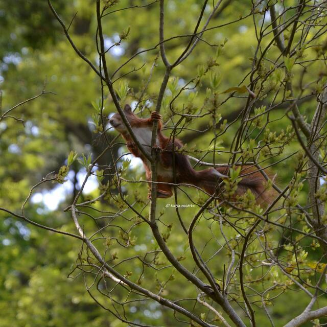 Zum Tag des Eichhörnchens (Foto: Katja Woidtke)

Puschelige Pinselohren - Eurasisches Eichhörnchen (Sciurus vulgaris) | Foto: Katja Woidtke