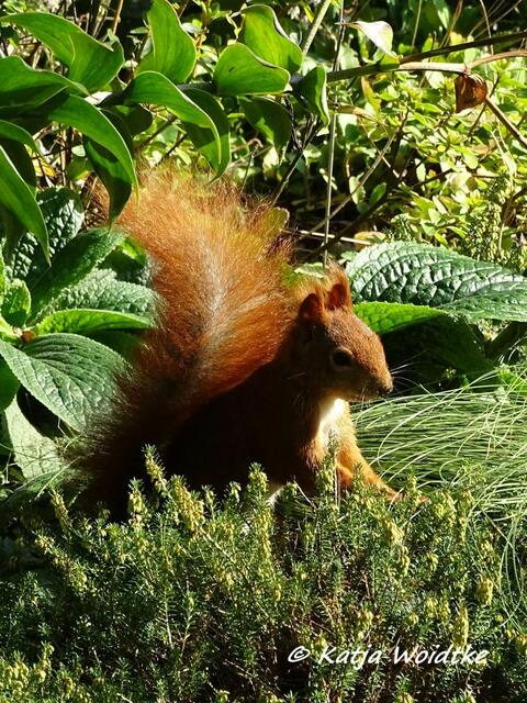 Zum Tag des Eichhörnchens (Foto: Katja Woidtke)

Puschelige Pinselohren - Eurasisches Eichhörnchen (Sciurus vulgaris) | Foto: Katja Woidtke