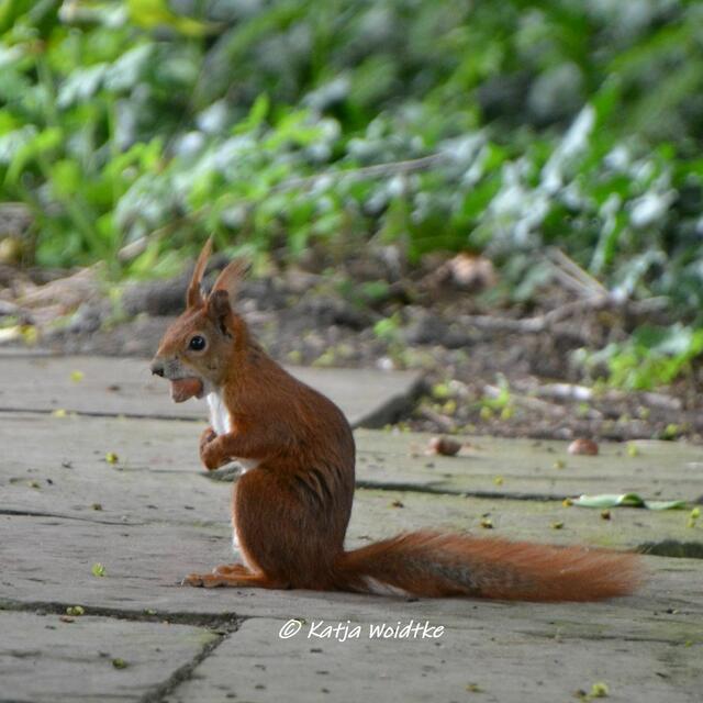Zum Tag des Eichhörnchens (Foto: Katja Woidtke)

Puschelige Pinselohren - Eurasisches Eichhörnchen (Sciurus vulgaris) | Foto: Katja Woidtke
