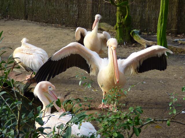 Willkommen bei den Pelikanen