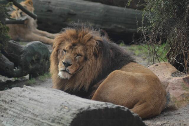 Der Berberlöwe bleibt in seinem Revier