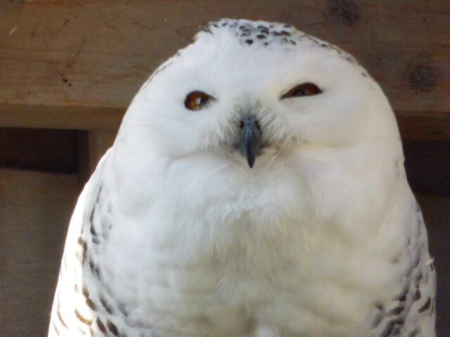 Und ich bin die Schneeeule