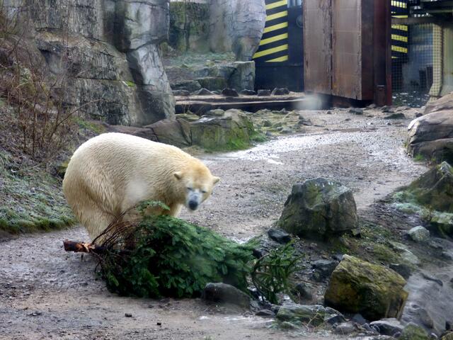 Schon wieder ein Weihnachtsbaum