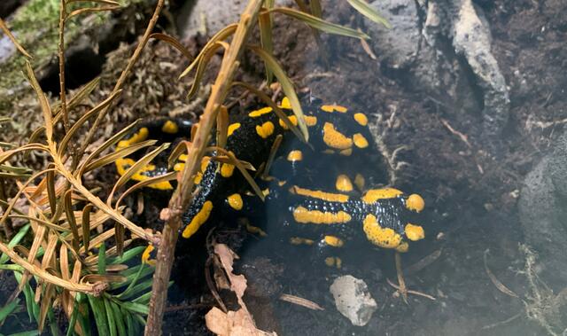 Die Feuersalamander heizen auch gut ein.