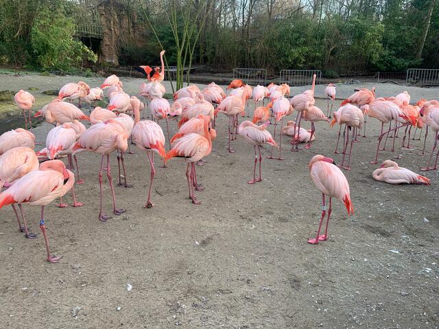 Für Flamingos ist es etwas zu kühl