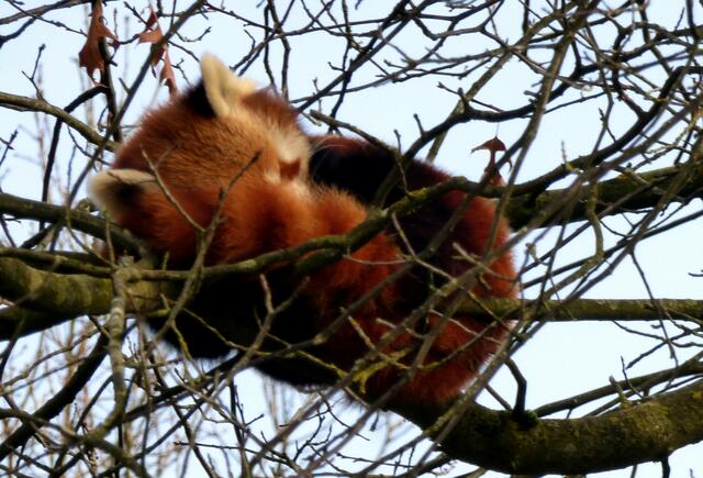 Als Roter Panda schlafe ich lieber im Baum