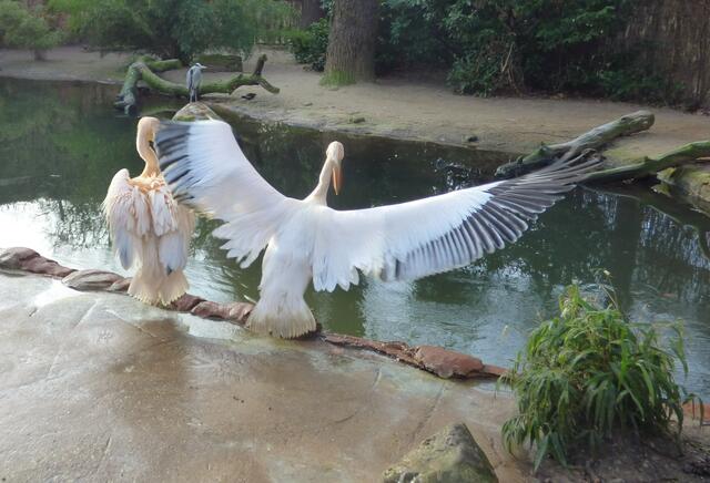 Schaut einmal unser Gefieder an