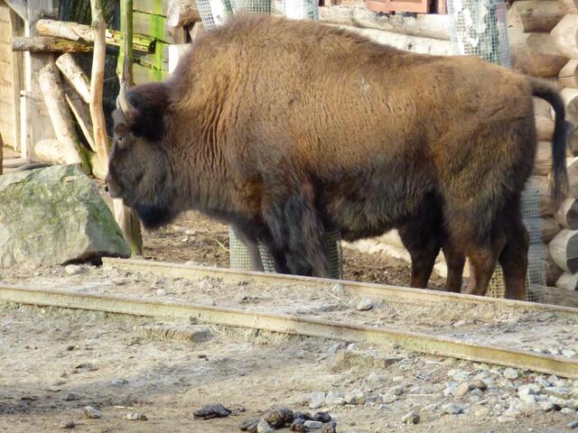 Für den Bison ist das Wetter normal
