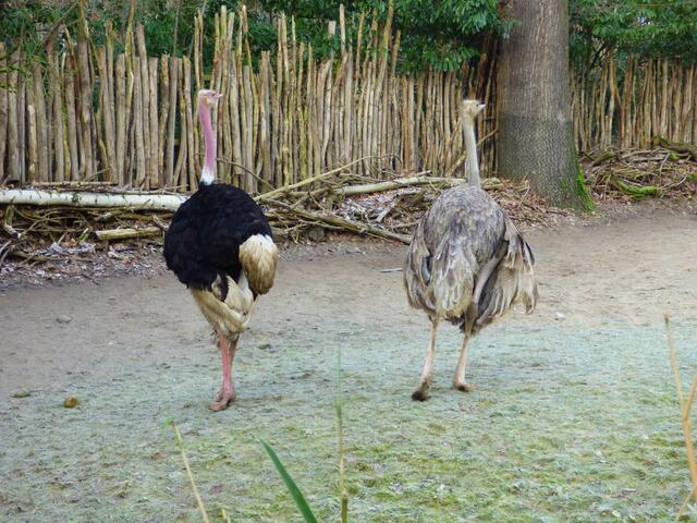 Wir Strauße sind doch draußen♥️