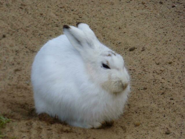Wo ist bloß der Schnee?
