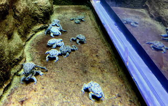 Die Titicaca-Riesenfrösche sind voll in Aktion 