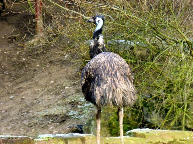 In Australien wäre es mir als Emu aber wärmer