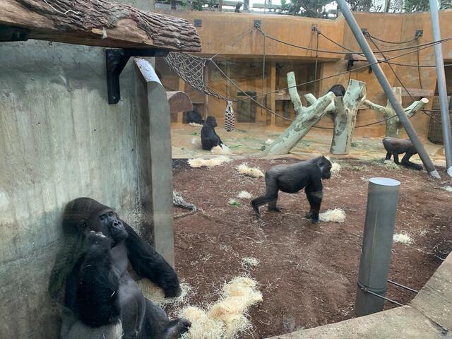 Die Gorillas in Aktion 