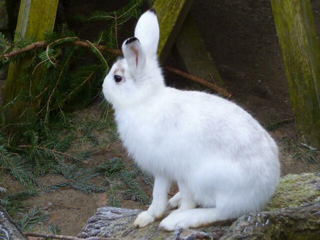 Wir heißen doch Schneehasen