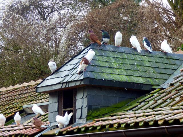 So jetzt aber Schluss. Tauben füttern verboten.