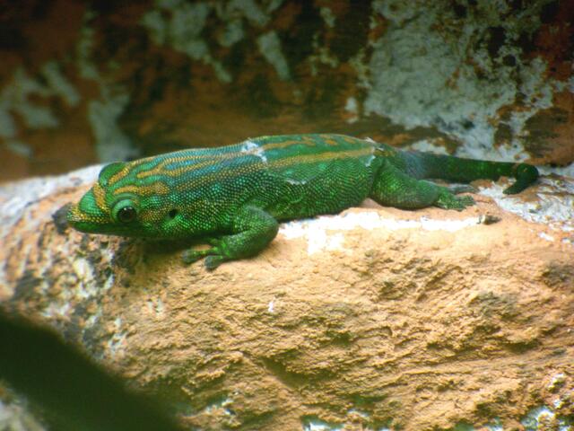 Im Amphibium ist es wieder schön warm. Das findet der Zwerg-Taggecko jedenfalls auch. 