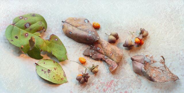 Stillleben mit Laub der 'Hohen Rebhuhnbeere' (Gaultheria shallon) und 'Pfaffenhütchen' (Euonymus europaea).